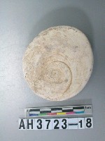 藏品(小型螺蓋製貝刮器)的圖片